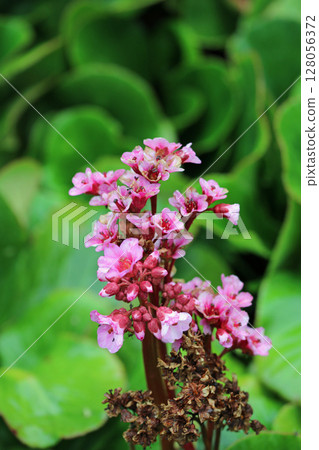 Pink elephants ears plant flowers Pink elephants ears plant flowers 128056372