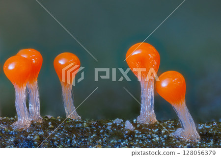 Orange slime mold - Trichia decipiens, it's a small protist organism 128056379