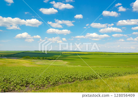 Beautiful rural landscape with green spring field and bright blue sky with clouds Beautiful rural landscape with green spring field and bright blue sky with clouds 128056409