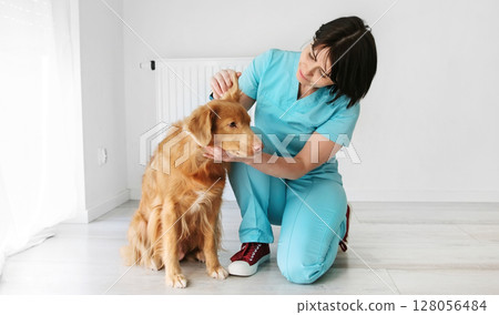 Red Nova Scotia Duck Tolling Retriever, An Adorable Adult Dog, In The Vet Clinic 128056484