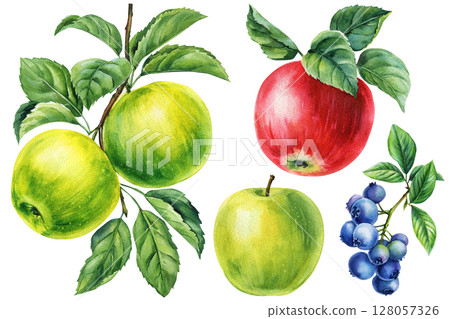 Green and red apples with leaves and blueberries watercolor clipart fruit botanical set for kitchen wall art autumn harvest prints 128057326