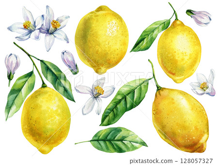 Lemons with green leaves and white blossoms watercolor clipart set fruit botanical illustration summer harvest invitations 128057327