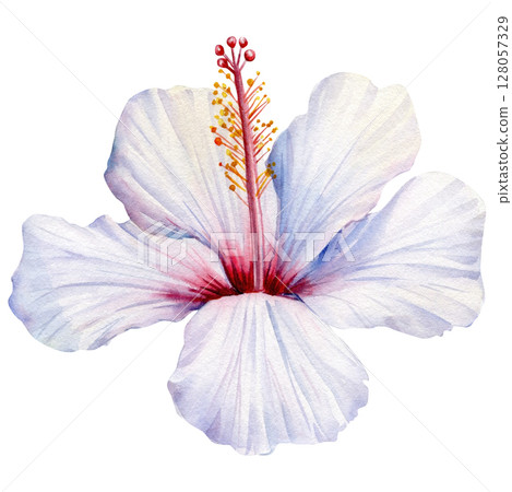 White hibiscus flower watercolor clipart tropical bloom with red center and long stamen for summer wedding invitations crafts 128057329