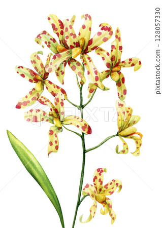 Spotted yellow orchid watercolor botanical illustration tropical flower art for wedding stationery and wall decor Spotted yellow orchid watercolor botanical illustration tropical flower art for wedding stationery and wall decor 128057330