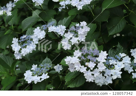 Hydrangea in a Japanese garden 128057342