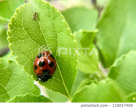Seven-spotted ladybirds and ants on the fresh green leaves of a Celastrus orbiculatus Seven-spotted ladybirds and ants on the fresh green leaves of a Celastrus orbiculatus 128057408