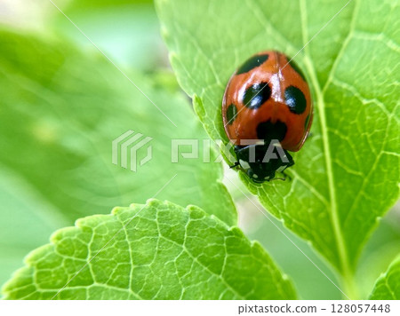 Seven-spotted ladybird on the fresh green leaves of a Celastrus orbiculatus 128057448