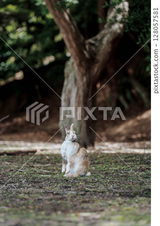 大久野島兔站著四處張望 128057581