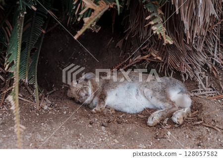 Okunoshima rabbit taking a nap in the shade 128057582