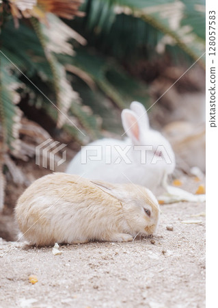 Okunoshima baby rabbit Okunoshima baby rabbit 128057583
