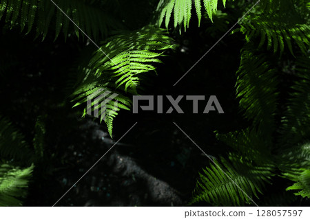 fern plant leaves in the shade of a public park 128057597