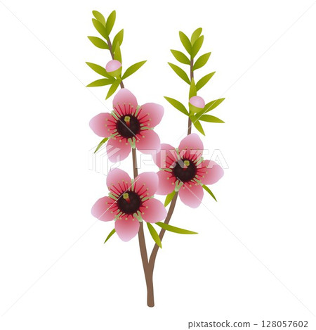 Manuka branch with flowers and leaves on a white background. 128057602
