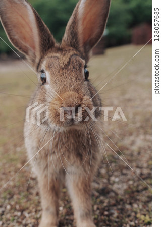 Okunoshima wild rabbit front close-up Okunoshima wild rabbit front close-up 128057685
