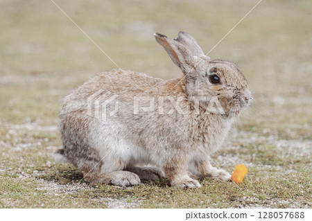 Okunoshima Wild Rabbits Get Carrots Okunoshima Wild Rabbits Get Carrots 128057688