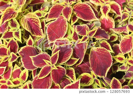 Beautiful flowers in bloom in a spring garden. 128057693