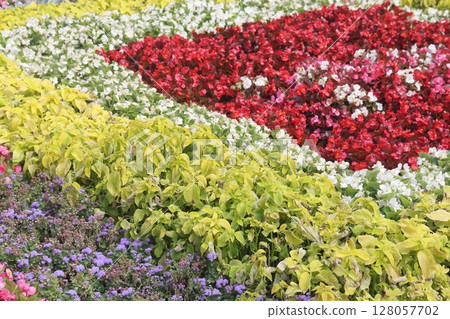 Beautiful flowers in bloom in a spring garden. Beautiful flowers in bloom in a spring garden. 128057702