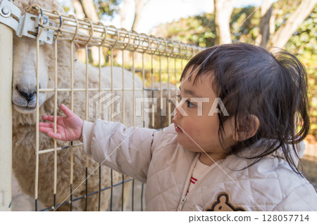 [相模原市麻溝公園動物遊樂區，一歲兒童正在觸摸綿羊] 128057714