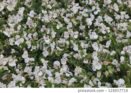 Blurred and selective focus on the texture and pattern known as coleus, a species of flowering plant Blurred and selective focus on the texture and pattern known as coleus, a species of flowering plant 128057718