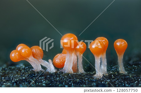 Orange slime mold - Trichia decipiens, it's a small protist organism Orange slime mold - Trichia decipiens, it's a small protist organism 128057750