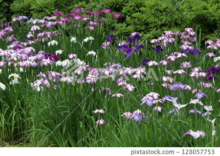 Iris in a Japanese garden Iris in a Japanese garden 128057753