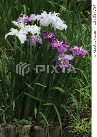 Iris in a Japanese garden Iris in a Japanese garden 128057754