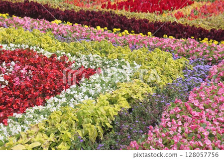 Beautiful flowers in bloom in a spring garden. 128057756