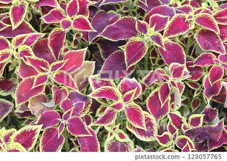 Blurred and selective focus on the texture and pattern known as coleus, a species of flowering plant Blurred and selective focus on the texture and pattern known as coleus, a species of flowering plant 128057765
