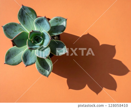 Green Succulent Plant in Orange Pot with Shadow 128058410