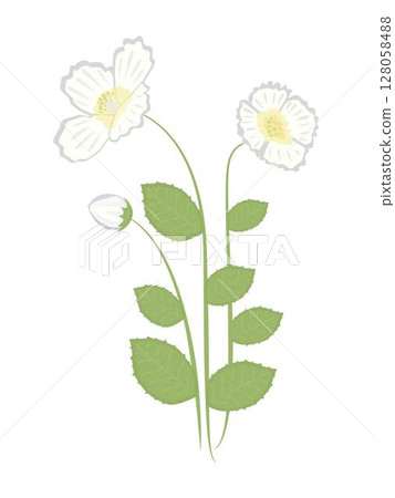 Three jasmine flowers, colorful illustration 128058488