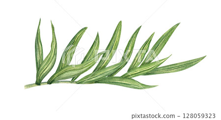 Watercolor illustration of lush green areca palm leaves watercolor illustration isolated background. Single exotic jungle leaf for spa decor, exotic branding, indoor plant packaging Watercolor illustration of lush green areca palm leaves watercolor illustration isolated background. Single exotic jungle leaf for spa decor, exotic branding, indoor plant packaging 128059323