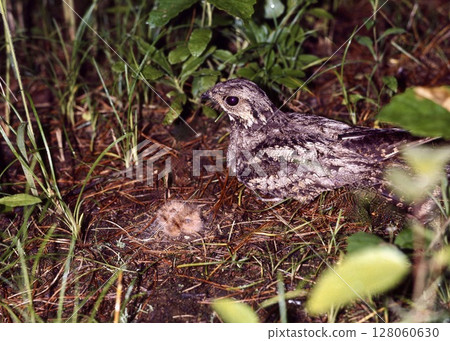 A mother and child nightjar. Nightjar chicks do not build nests, so they hatch on the ground. A mother and child nightjar. Nightjar chicks do not build nests, so they hatch on the ground. 128060630