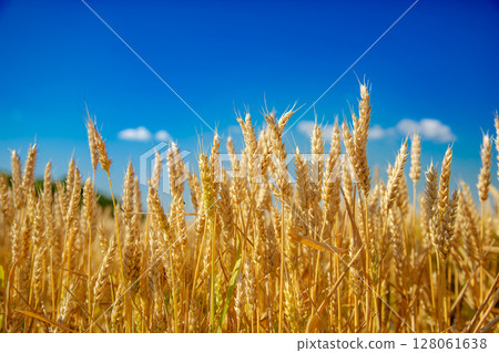 Wheat field, Ears golden wheat. Background ripening ears meadow wheat field. Agricultural harvest Wheat field, Ears golden wheat. Background ripening ears meadow wheat field. Agricultural harvest 128061638
