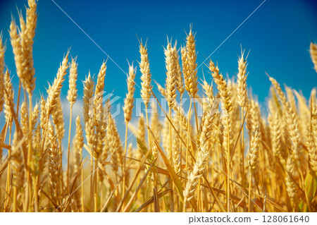 Wheat field, Ears golden wheat. Background ripening ears meadow wheat field. Agricultural harvest 128061640