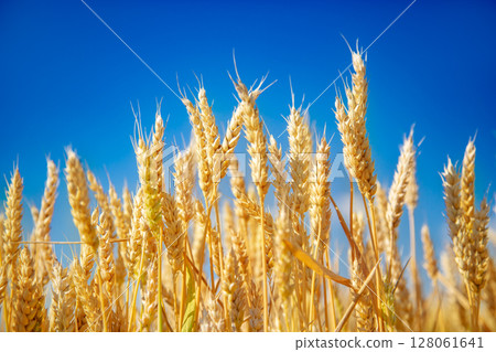 Wheat field, Ears golden wheat. Background ripening ears meadow wheat field. Agricultural harvest Wheat field, Ears golden wheat. Background ripening ears meadow wheat field. Agricultural harvest 128061641