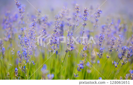 Lavender Field natural colors, selective focus. Lilac flowers, landscape, panoramic view, banner Lavender Field natural colors, selective focus. Lilac flowers, landscape, panoramic view, banner 128061651