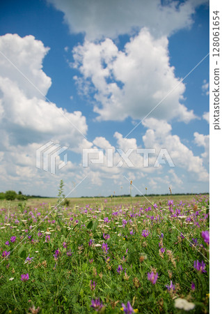 Wild flowers on meadow cloudy blue sky. Summer day field grass, cloud sky. field, summer landscape Wild flowers on meadow cloudy blue sky. Summer day field grass, cloud sky. field, summer landscape 128061654