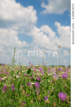 Wild flowers on meadow cloudy blue sky. Summer day field grass, cloud sky. field, summer landscape Wild flowers on meadow cloudy blue sky. Summer day field grass, cloud sky. field, summer landscape 128061655