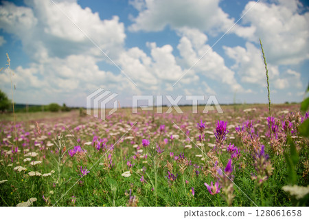 Wild flowers on meadow cloudy blue sky. Summer day field grass, cloud sky. field, summer landscape Wild flowers on meadow cloudy blue sky. Summer day field grass, cloud sky. field, summer landscape 128061658