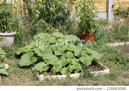 Close up of home made vegetable garden allotment with courgette and pumpkin plants growing DIY gardening Close up of home made vegetable garden allotment with courgette and pumpkin plants growing DIY gardening 128063086
