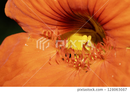 Close up of a bright orange Nasturtium flower 128063087