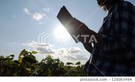 Female agronomist using digital tablet at sunflower meadow at sunny day. Adult farmer monitoring harvest at yellow flower field at sunset. Beautiful scenic landscape. Concept of agricultural business Female agronomist using digital tablet at sunflower meadow at sunny day. Adult farmer monitoring harvest at yellow flower field at sunset. Beautiful scenic landscape. Concept of agricultural business 128063494
