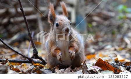 Wild fluffy squirrel gnawing nuts at forest. Cute brown rodent eating found walnuts at autumn park. Portrait to small sciurus chewing food outdoor. Concept of wildlife 128063517