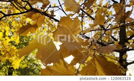 Golden maple leaves on tree branches gently swaying in the wind with sunlight at background. Lush autumn yellow foliage swinging on the breeze at forest. Beautiful colorful fall season. Close up 128063528