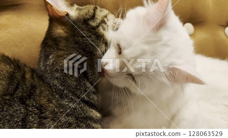 Beautiful domestic cats licking each other with tongues at home. Cute kittens taking care of fur each other at home. Family couple feline resting together. Concept of adorable animals. Close up Beautiful domestic cats licking each other with tongues at home. Cute kittens taking care of fur each other at home. Family couple feline resting together. Concept of adorable animals. Close up 128063529