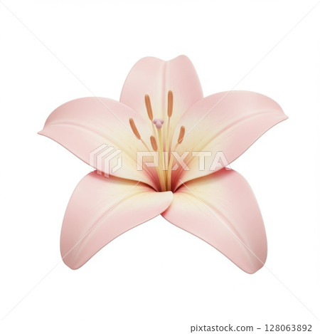 Pink Lily Blossom Close Up on White Background 128063892
