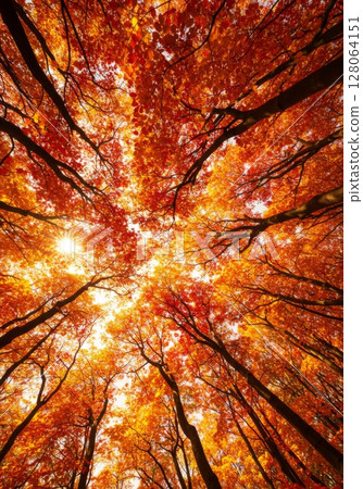 Autumn Forest Canopy with Vibrant Red and Orange Leaves Autumn Forest Canopy with Vibrant Red and Orange Leaves 128064151