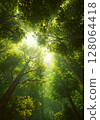 Sunlit Green Forest Canopy 128064418
