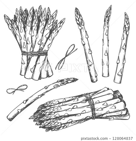 Hand drawn sketch of asparagus. Set of Sparrowgrass sprouts and bunches for hand engraving. Vector linear ink illustration on white background. Hand drawn, imitation of engraving technique. 128064837