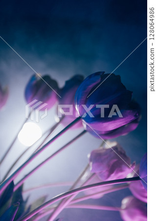 Neon Purple Tulips in Artistic Lighting Neon Purple Tulips in Artistic Lighting 128064986