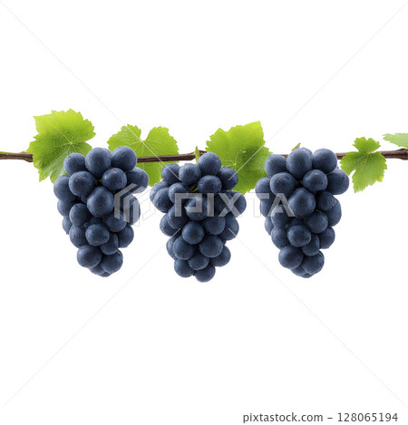 Clusters of ripe purple grapes hang from vine with vibrant green leaves, showcasing fresh and juicy appearance. image captures essence of vineyard harvest and natural abundance 128065194